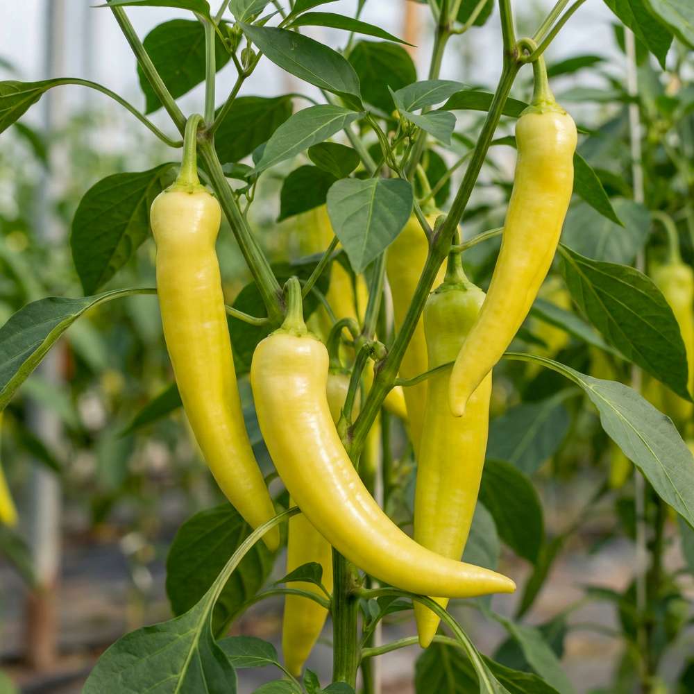 Chilli 'Sweet Banana' (frö)